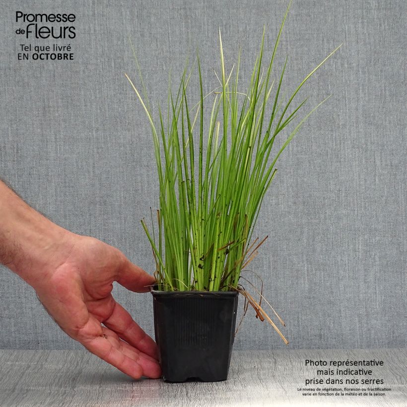 Acorus gramineus Ogon - Variegated Japanese Sweet Flag 8/9 cm pot sample as delivered in autumn