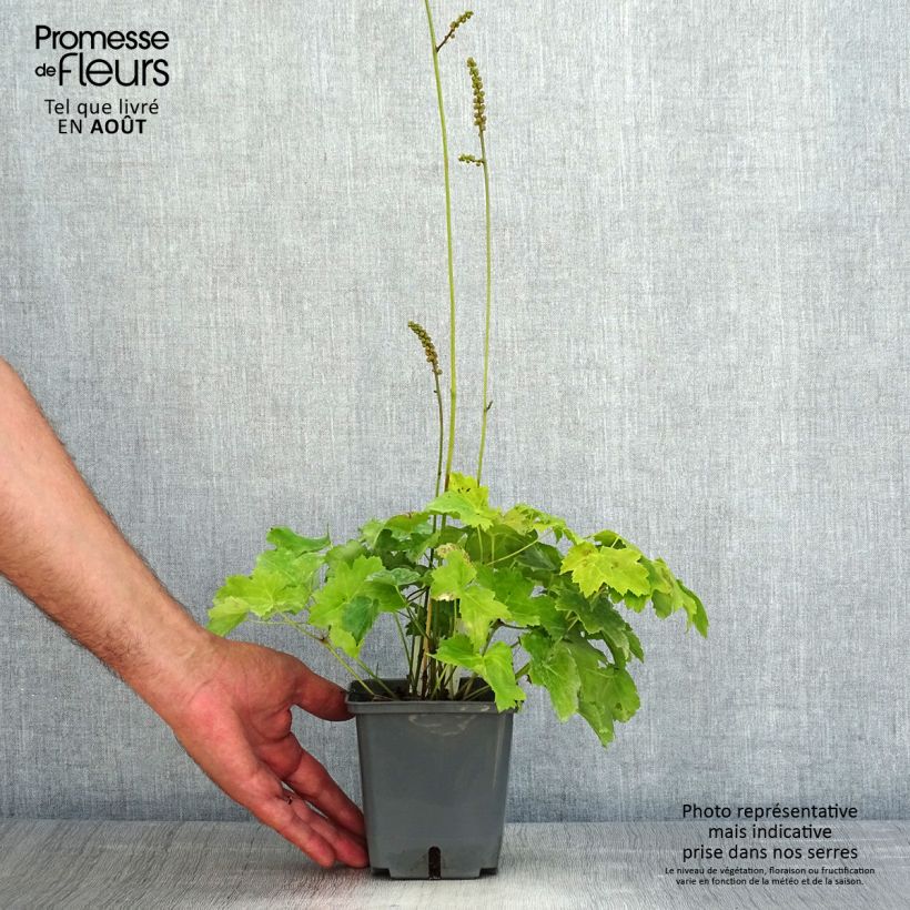Cimicifuga japonica Cheju-Do 1L/1.5L pot sample as delivered in summer