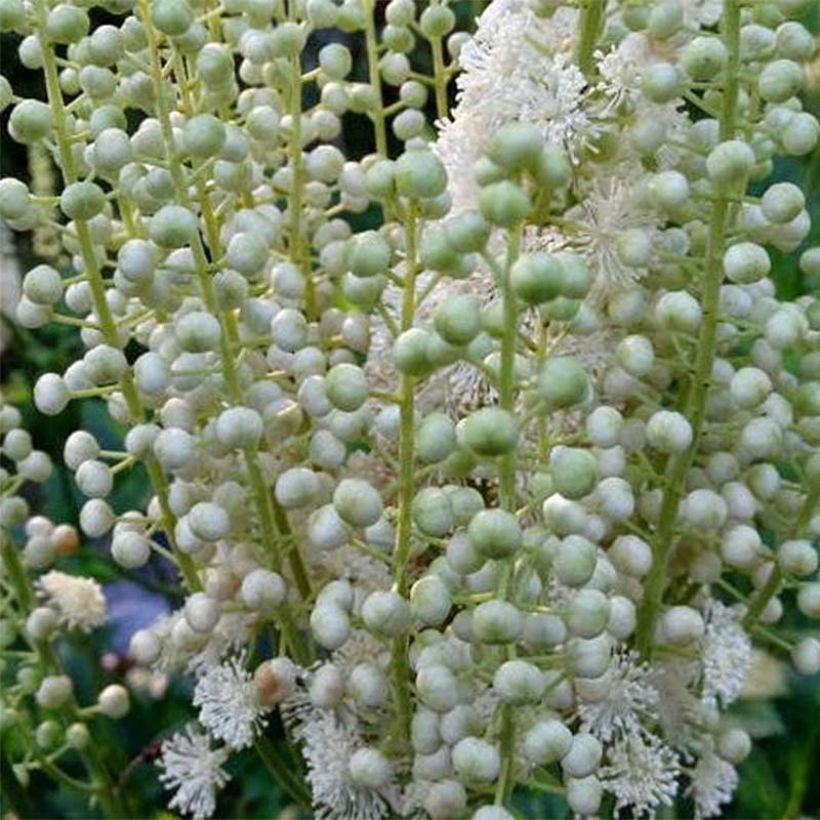 Cimicifuga dahurica (Flowering)