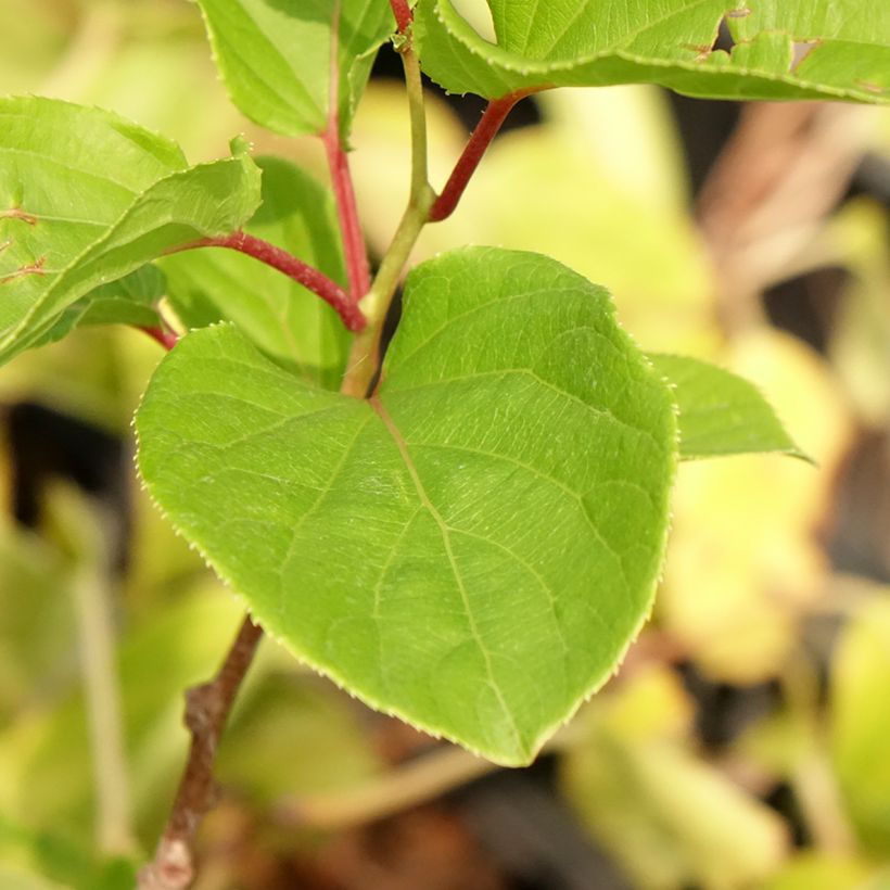 Actinidia arguta Domino (Foliage)