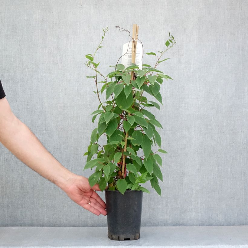 Actinidia kolomikta Red Beauty - Kiwi d'ornement femelle - Pot de 2L/3L sample as delivered in spring
