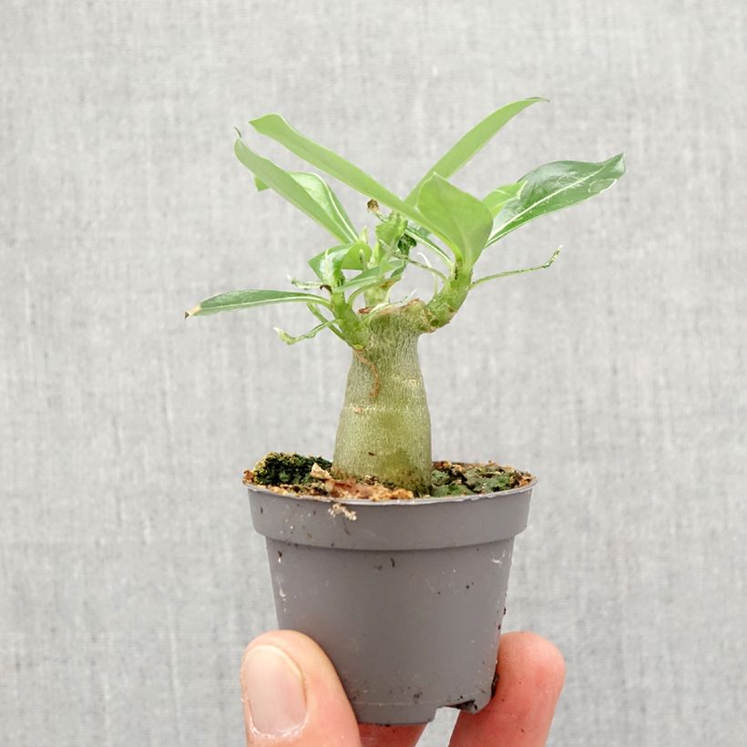 Adenium obesum - Desert rose plant Mini-plante sample as delivered in spring
