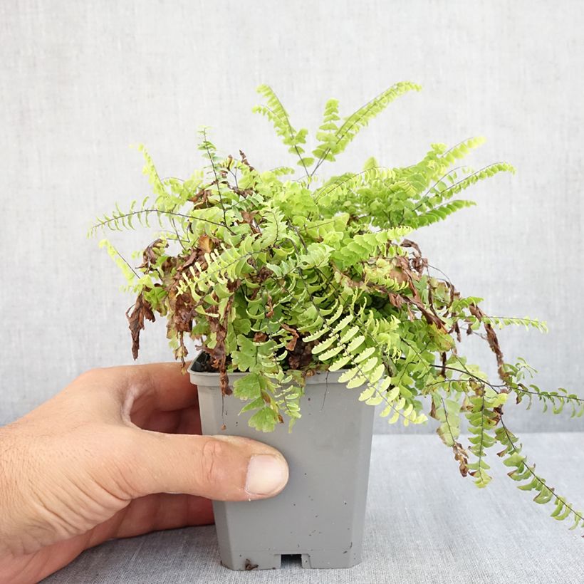 Adiantum pedatum 8/9 cm pot sample as delivered in summer