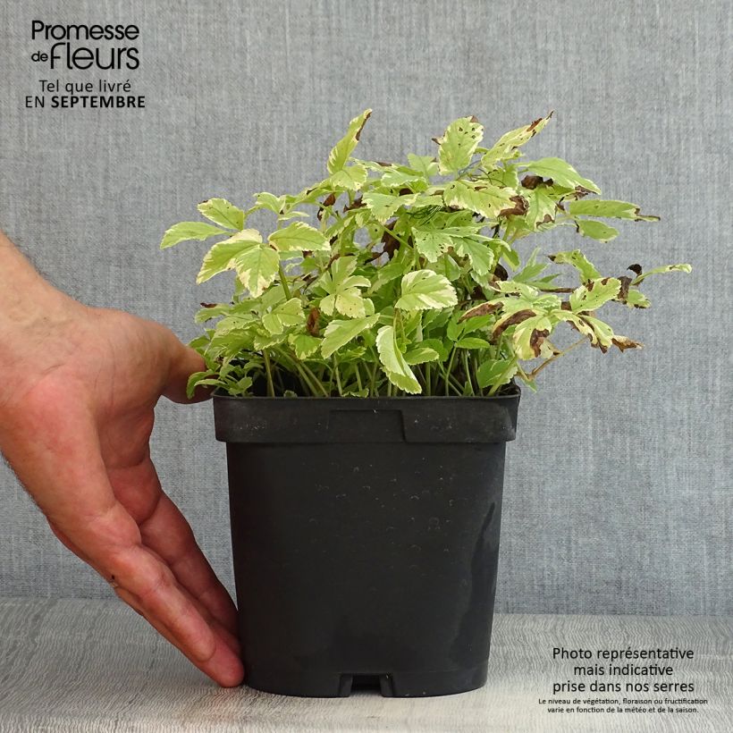 Aegopodium podagraria Variegata 2L/3L pot sample as delivered in summer