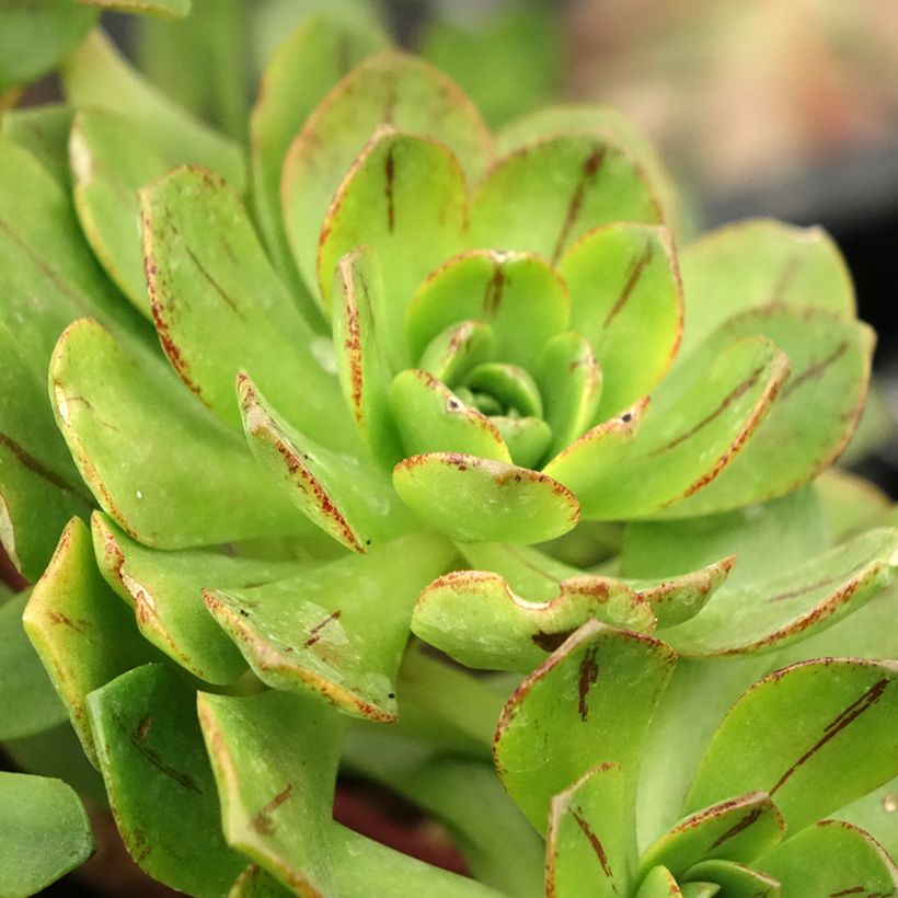 Aeonium Bronze Medal (Foliage)