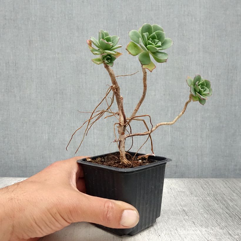 Aeonium haworthii 8/9 cm pot sample as delivered in summer