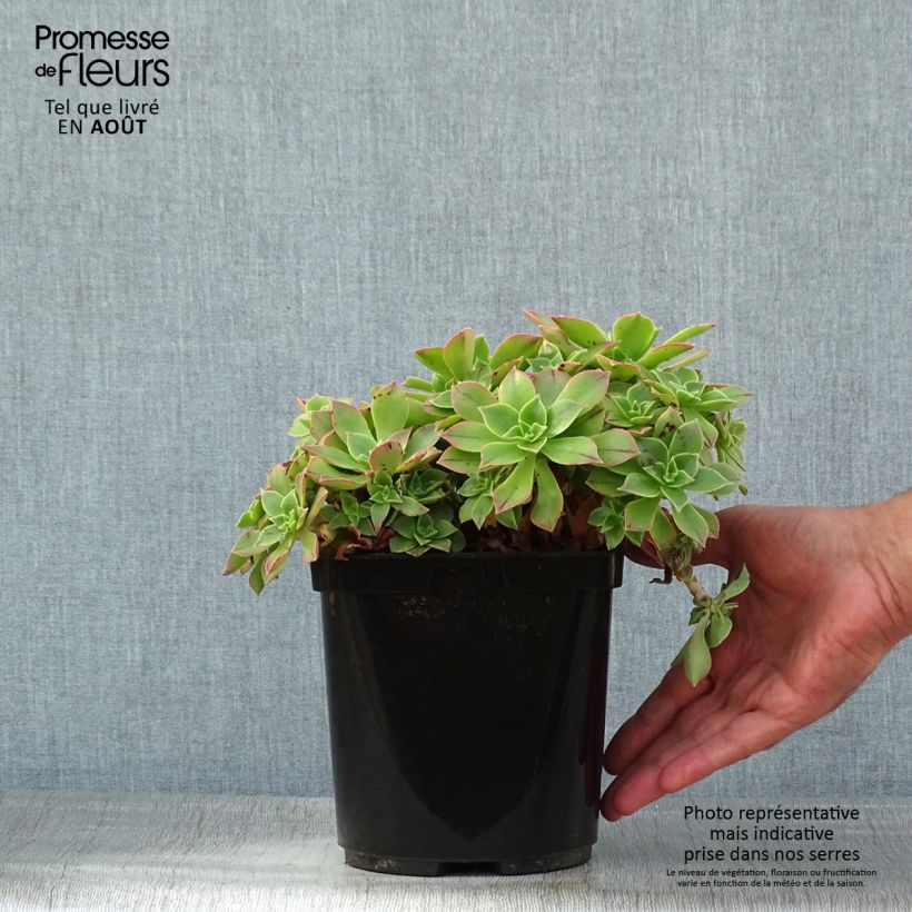 Aeonium leucoblepharum 3L/4L pot sample as delivered in summer