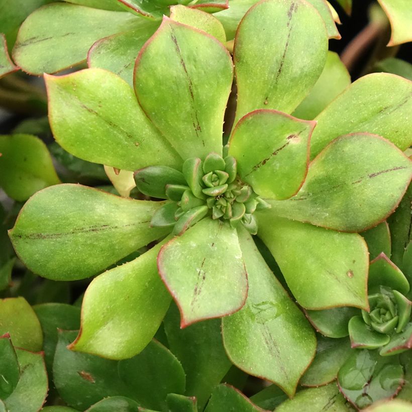 Aeonium Mary Ann Kunkel (Foliage)