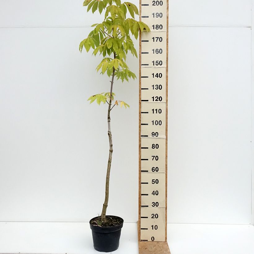 Aesculus chinensis - Chinese horse chestnut  7.5L/10L pot sample as delivered in summer