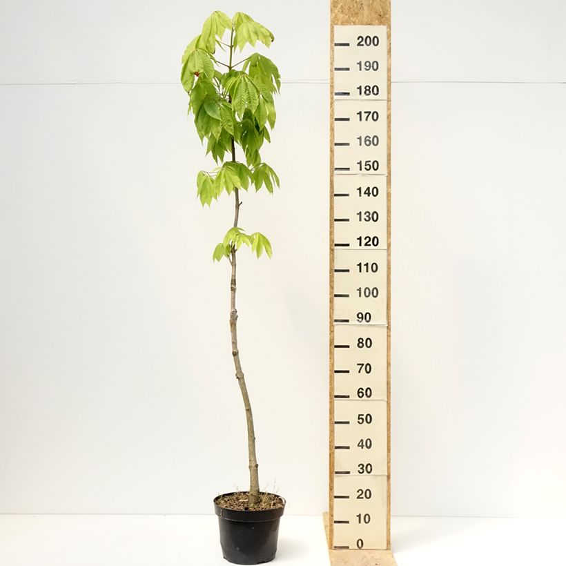 Aesculus chinensis - Chinese horse chestnut  7.5L/10L potShipped height around 180/200cm sample as delivered in spring