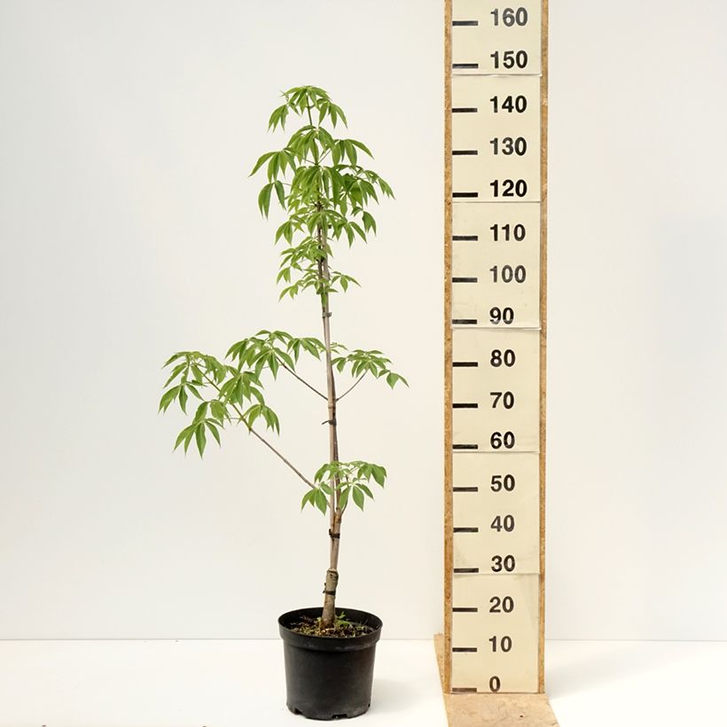 Aesculus glabra Herkenrode - Ohio buckeye 7.5L/10L potShipped height around 120/140cm sample as delivered in spring