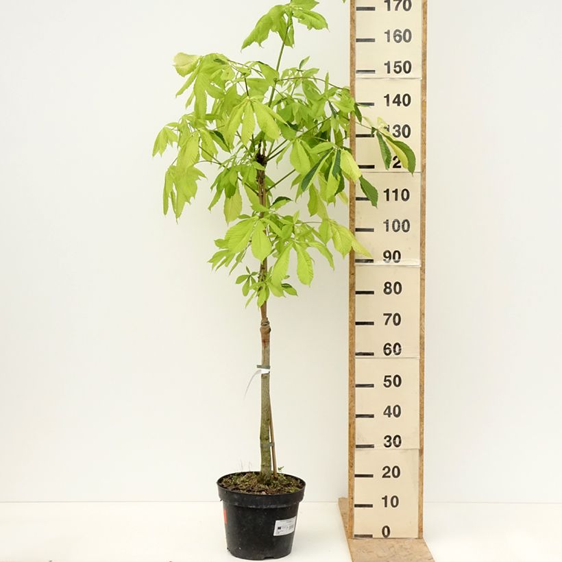 Aesculus hippocastanum Hampton Court Gold - Marronnier commun - Pot de 4L/5L sample as delivered in spring