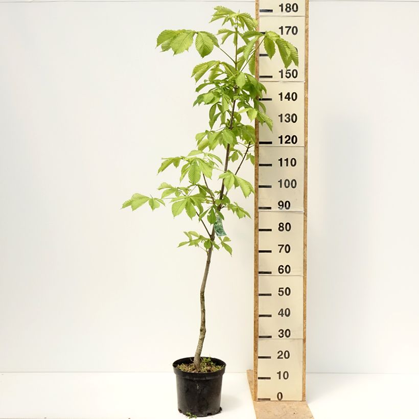 Aesculus hippocastanum Memmingeri - Marronnier commun - Pot de 4L/5L sample as delivered in spring