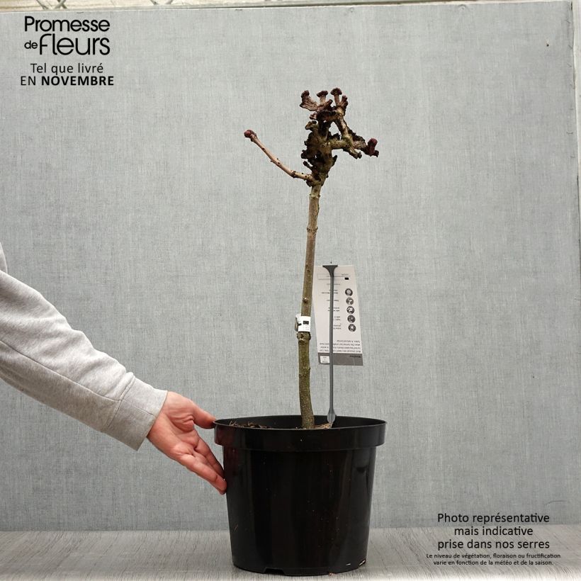 Aesculus hippocastanum Monstrosa - Marronnier commun - Pot de 7,5L/10L sample as delivered in autumn