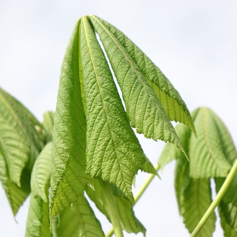 Aesculus hippocastanum Umbraculifera (Foliage)