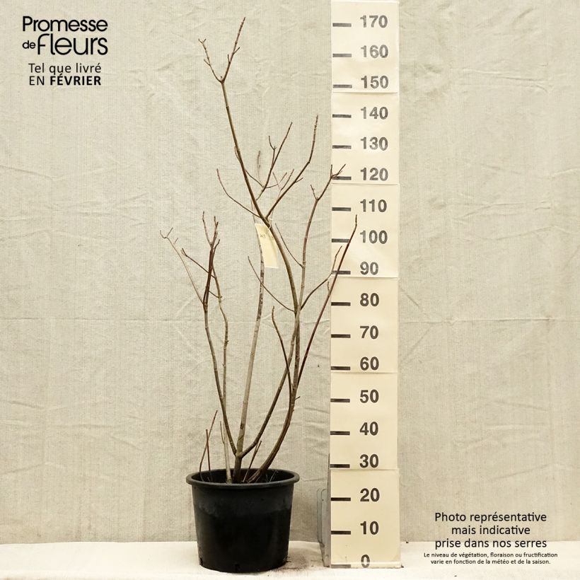 Aesculus parviflora - Pavier blanc en pot de 20L/25L sample as delivered in winter