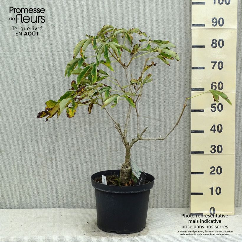 Aesculus pavia var. discolor Koehnei 7.5L/10L potShipped height around 20/30cm sample as delivered in summer