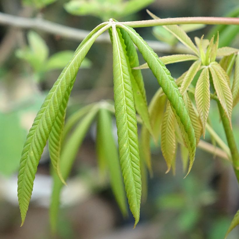 Aesculus x glaucescens (Foliage)