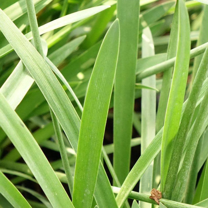 Agapanthus Blue Storm (Foliage)