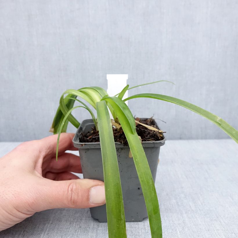 Agapanthus campanulatus var. albidus 8/9 cm pot sample as delivered in winter