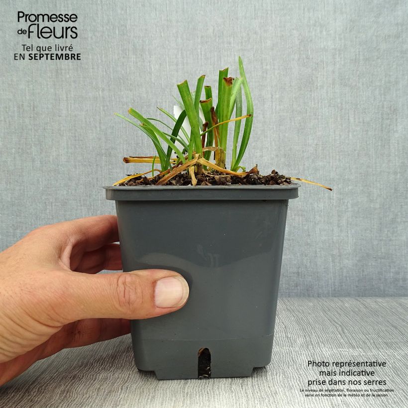 Agapanthus Flower of Love 1L/1.5L pot sample as delivered in autumn