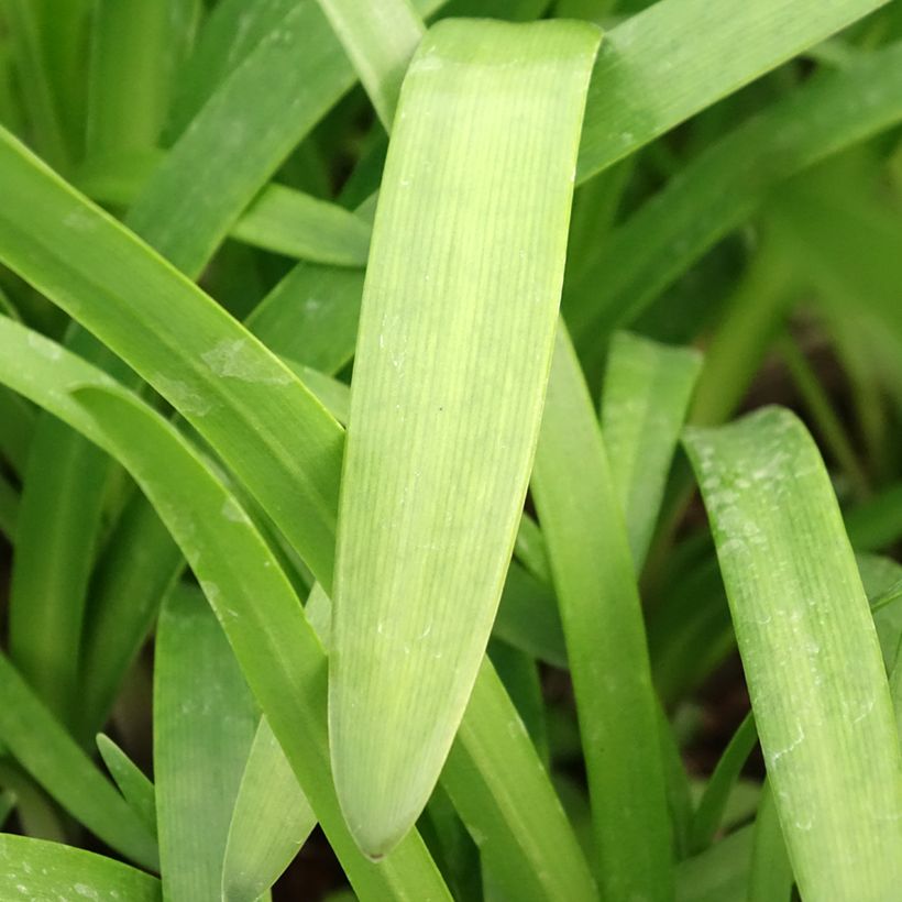 Agapanthus Glacier Stream (Foliage)