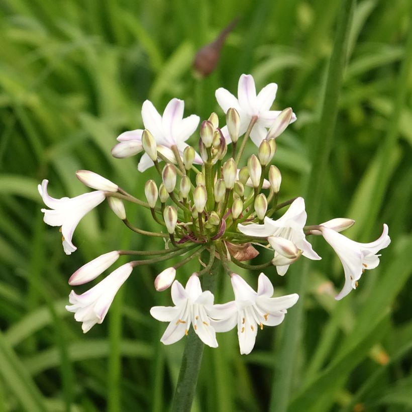 Agapanthus Glacier Stream (Flowering)