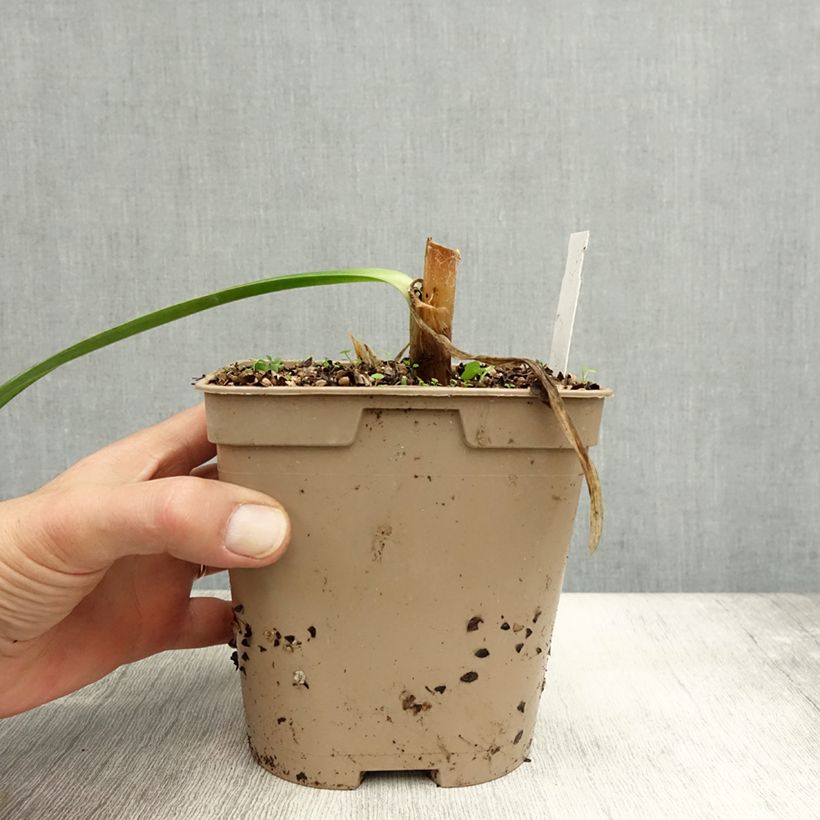 Agapanthus Graphite Blue 2L/3L pot sample as delivered in autumn