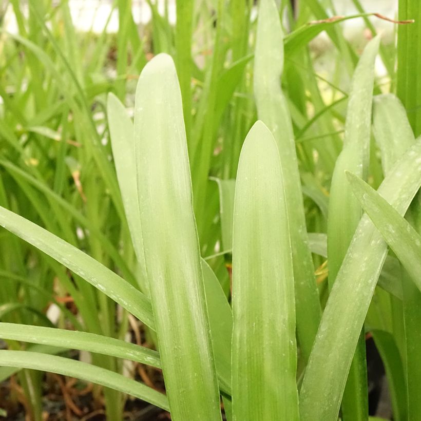 Agapanthus Fireworks (Foliage)