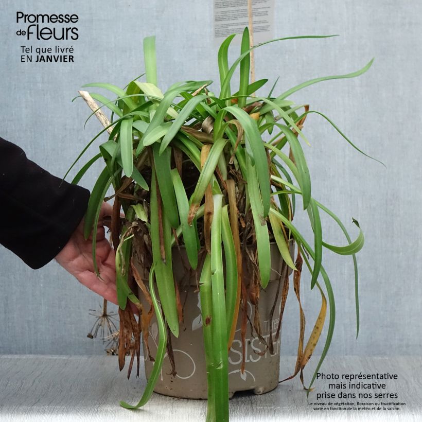 Agapanthe hybride Three Sisters  - Pot de 6L/7L sample as delivered in winter