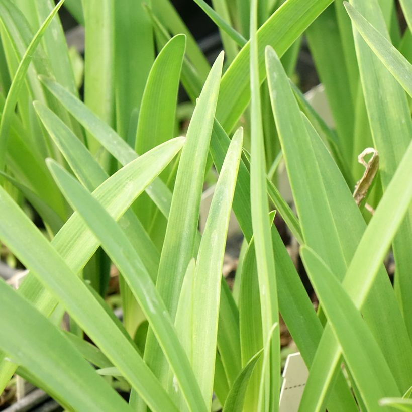 Agapanthus inapertus Intermedius (Foliage)