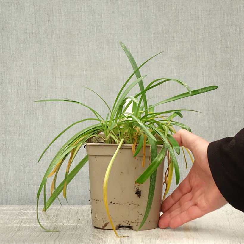 Agapanthus Lapis Lazuli 2L/3L pot sample as delivered in autumn