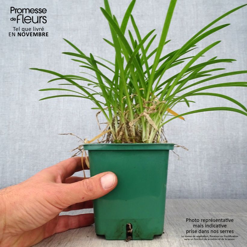 Agapanthe Peter Pan - Pot de 1L/1.5L sample as delivered in autumn