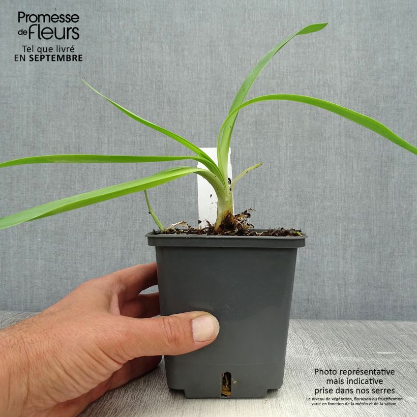 Agapanthe Phantom - pot de 1L/1.5L sample as delivered in autumn