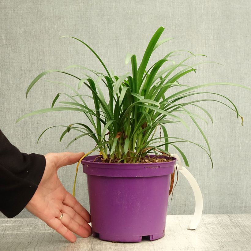 Agapanthus x africanus Pitchoune Violet - African Lily 3L/4L pot sample as delivered in autumn
