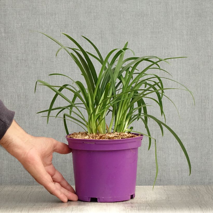 Agapanthus x africanus Pitchoune Violet - African Lily 3L/4L pot sample as delivered in summer