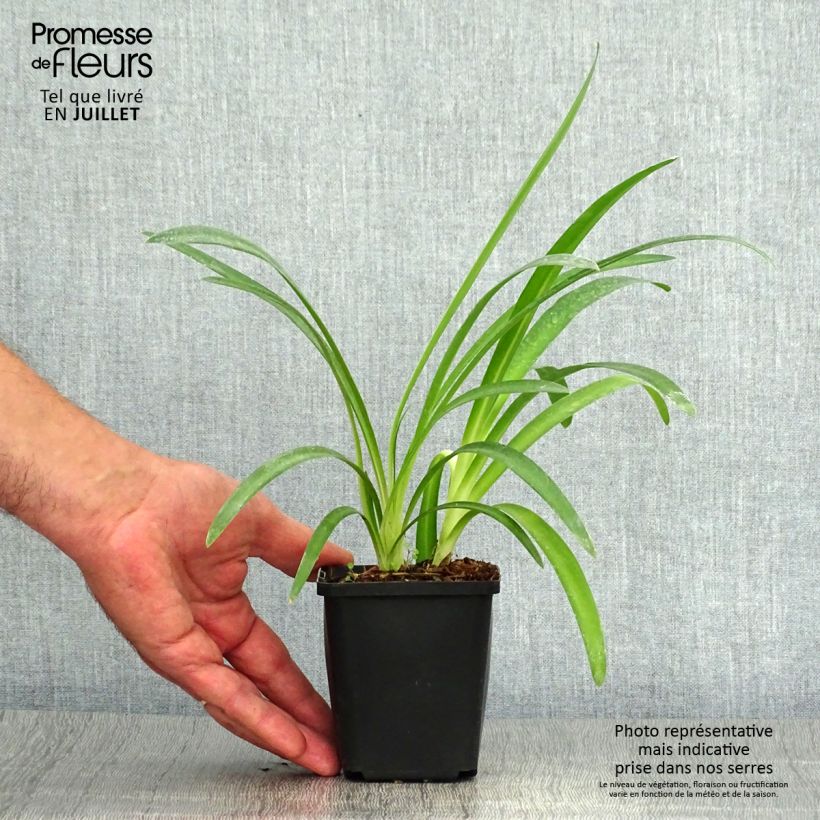 Agapanthus Pretty Sandy 8/9 cm pot sample as delivered in summer
