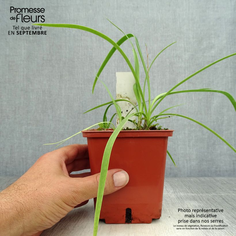 Agapanthus Purple Cloud 1L/1.5L pot sample as delivered in autumn