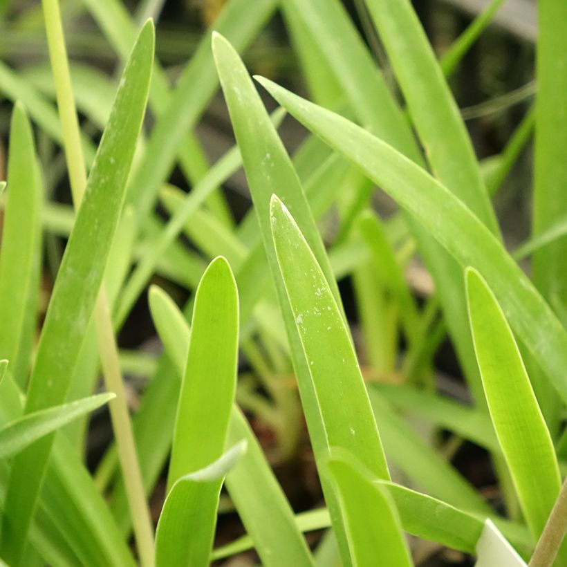 Agapanthus campanulatus Rosewarne (Foliage)