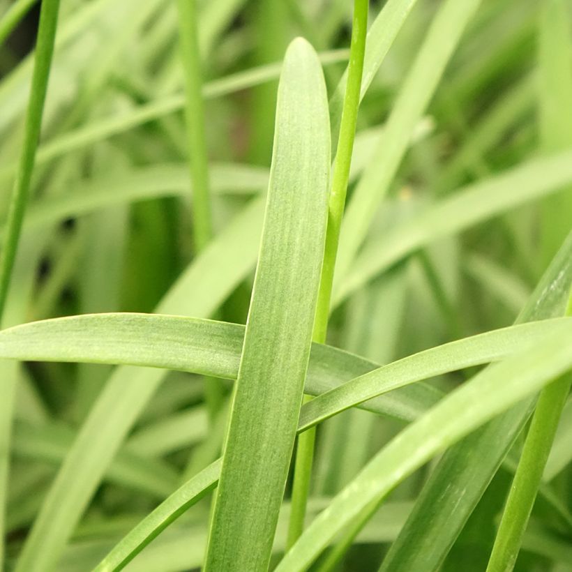 Agapanthus Silver Baby (Foliage)