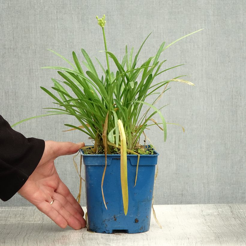Agapanthus Silver Baby 2L/3L pot sample as delivered in autumn