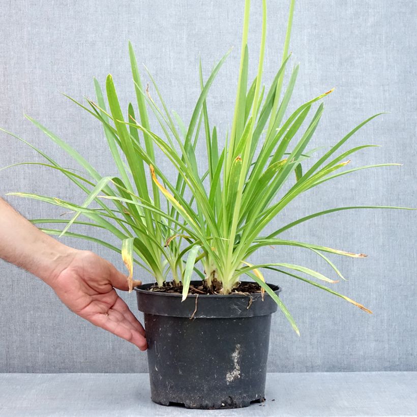 Agapanthus Sunfield 4L/5L pot sample as delivered in summer
