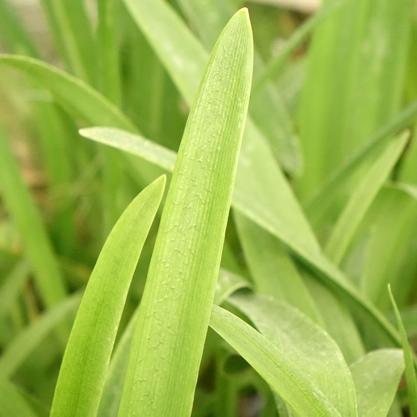 Agapanthus Vallée de la Loire (Foliage)