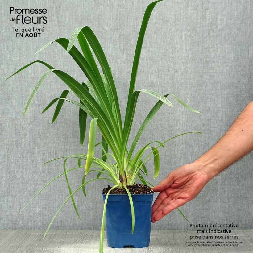 Agapanthus Vallée de la Loire 2L/3L pot sample as delivered in summer