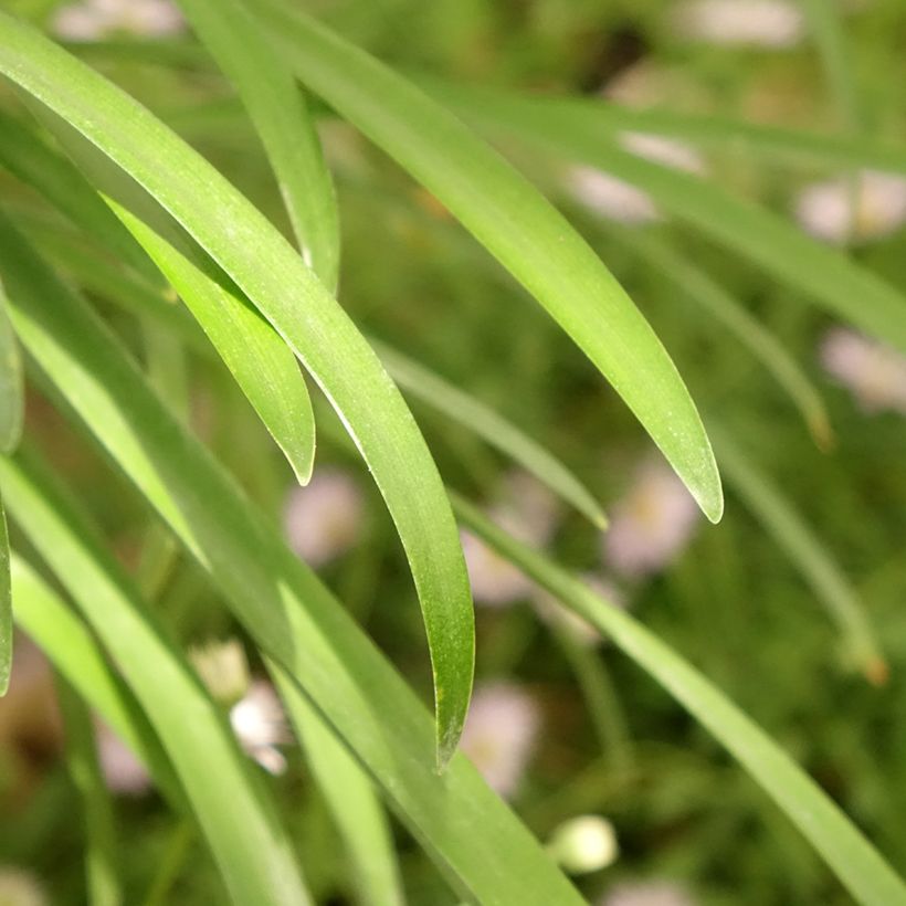 Agapanthus White Baby (Foliage)