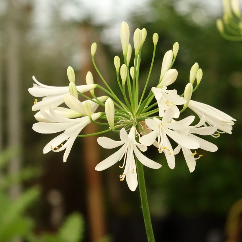 Agapanthus White Baby (Flowering)