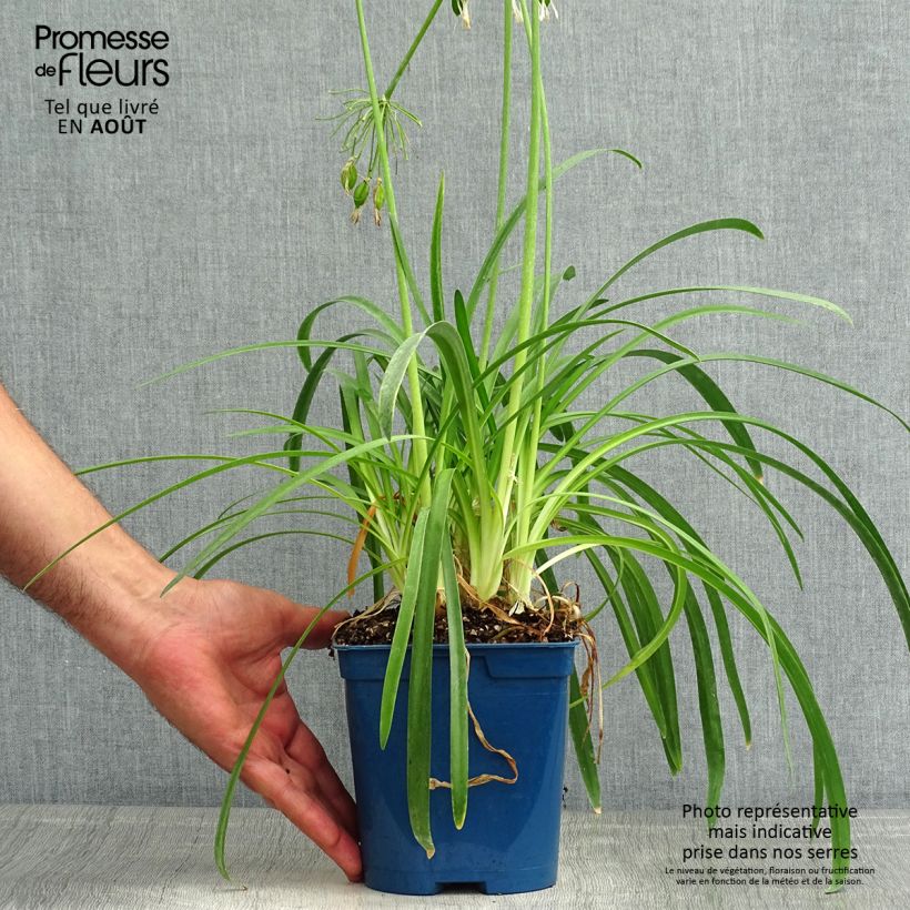 Agapanthus White Baby 2L/3L pot sample as delivered in summer