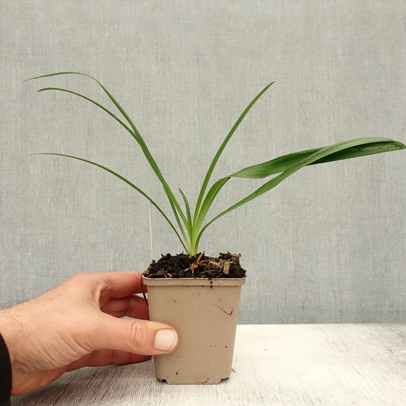 Agapanthus White Heaven 8/9 cm pot sample as delivered in autumn