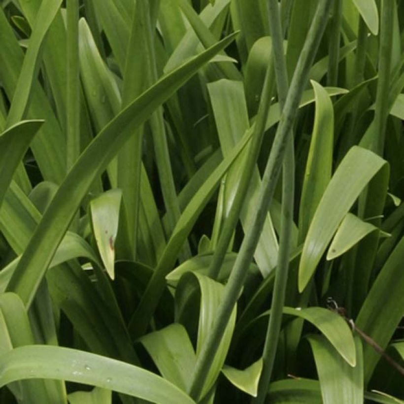 Agapanthus Windsor Grey (Foliage)