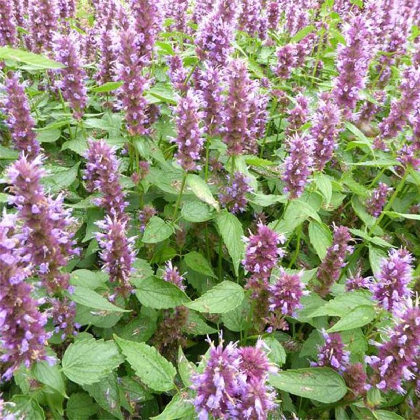 Agastache Beelicious Purple (Flowering)
